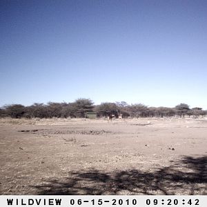 Impalas, Namibia