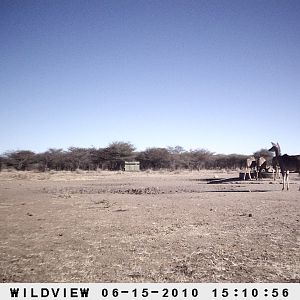 Kudu, Namibia