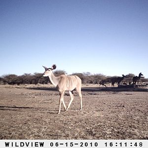 Kudu and Impala, Namibia