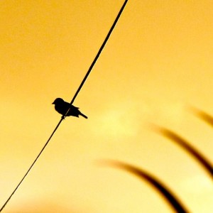 Sunset Bird