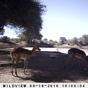 Impala, Namibia