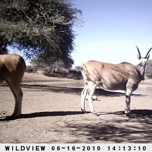 Cape Eland, Namibia