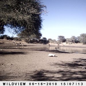 Kudu, Namibia