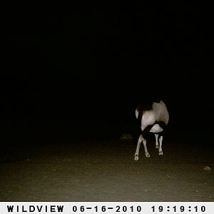 Gemsbok, Namibia