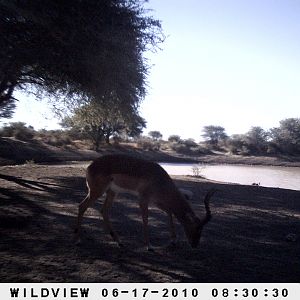 Impala, Namibia