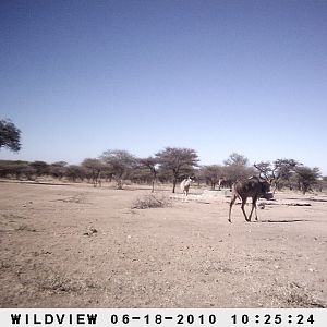 Kudu, Namibia