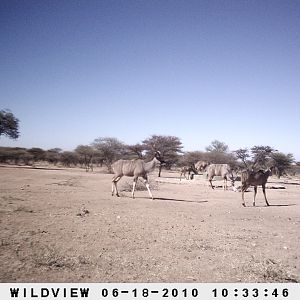 Kudu, Namibia