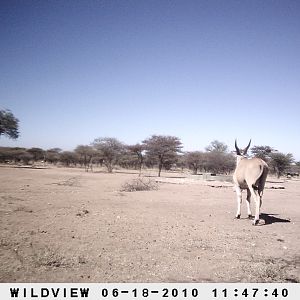 Cape Eland, Namibia