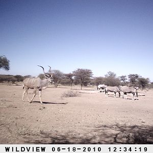 Kudu and Gemsbok, Namibia