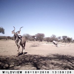 Kudu and Gemsbok, Namibia