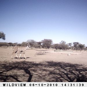 Kudu, Namibia