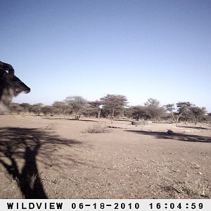 Kudu, Namibia