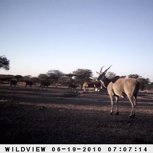 Cape Eland, Namibia