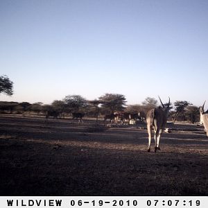 Cape Eland, Namibia