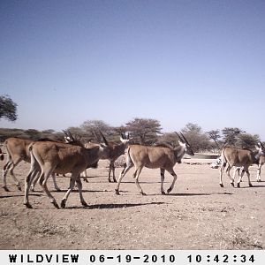 Cape Eland and Gemsbok, Namibia