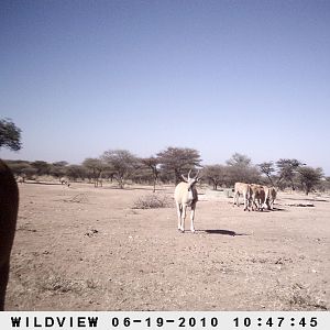 Cape Eland and Gemsbok, Namibia