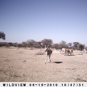 Cape Eland and Gemsbok, Namibia