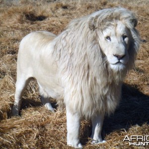 white-lion
