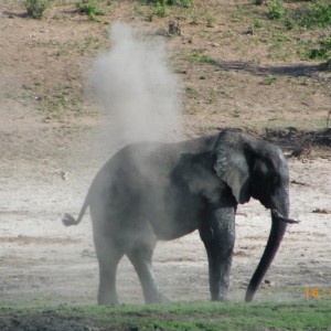 Elephant, Botswana