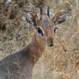 Damara Dik-Dik in Namibia