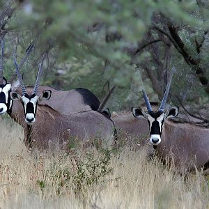 Oryx in Namibia