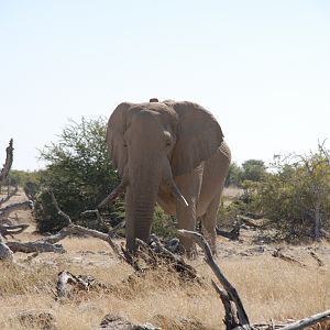 Elephant at Etosha Namibia