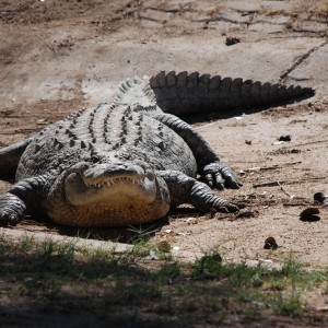 Croc at Croc farm in Namibia