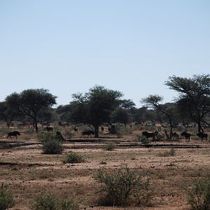 White-tailed Gnu Namibia