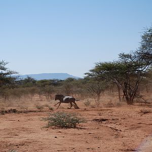 Blue Gnu Namibia