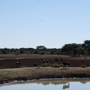 Blue Wildebeest Namibia