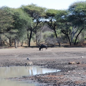 Blue Gnu and Warthog Namibia