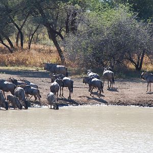 Blue Gnu Namibia