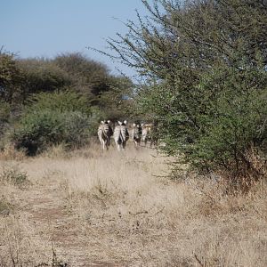 Burchell's Zebra Namibia