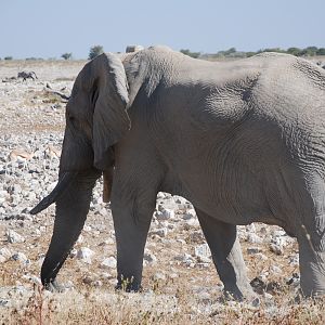 Elephant Etosha Namibia