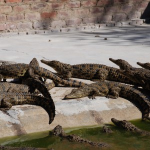 Crocs at Croc farm in Namibia