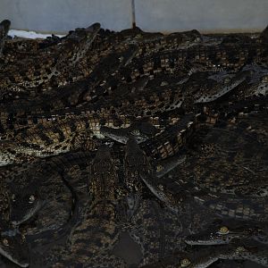 Crocs at Croc farm in Namibia