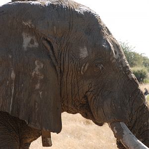 Elephant at Etosha Namibia