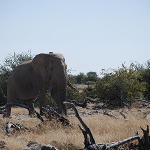 Elephant at Etosha Namibia