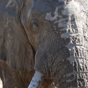 Elephant at Etosha Namibia