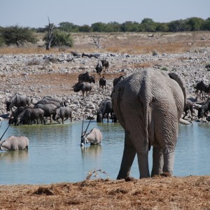 Elephant at Etosha Namibia