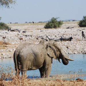 Elephant at Etosha Namibia