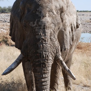 Elephant at Etosha Namibia