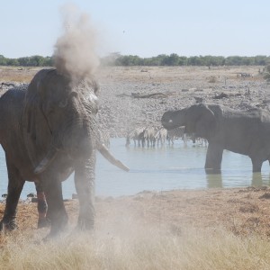 Elephant at Etosha Namibia