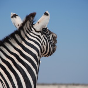 Zebra at Etosha Namibia