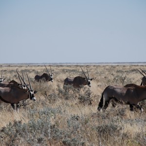 Gemsbok Etosha Namibia