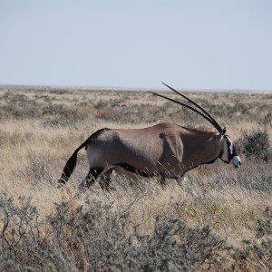 Gemsbok Etosha Namibia