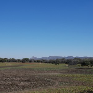 Gemsbok and Kudu