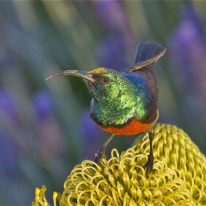 Marico Sunbird South Africa