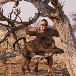 Chacma Baboon hunted in Namibia
