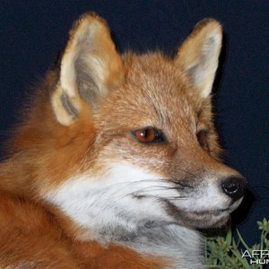 Fox